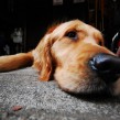 lazy-daw-dog