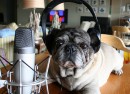 recording-microphones