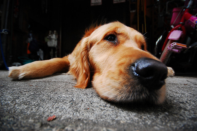 lazy-daw-dog